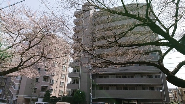 練馬区、中村橋・富士見台、サヤン鍼灸院・接骨院ブログ、店頭の桜