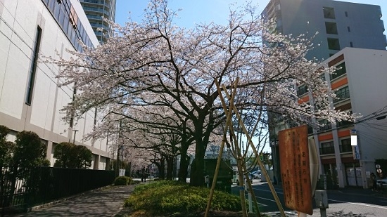 練馬区、中村橋・富士見台、サヤン鍼灸院・接骨院ブログ、桜・花冷え