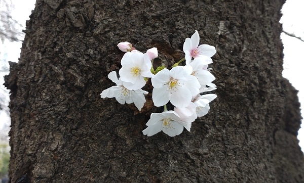 練馬区、中村橋・富士見台、サヤン鍼灸院・接骨院ブログ、桜