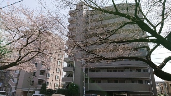 練馬区、中村橋・富士見台、サヤン鍼灸院・接骨院ブログ、桜の左右対称