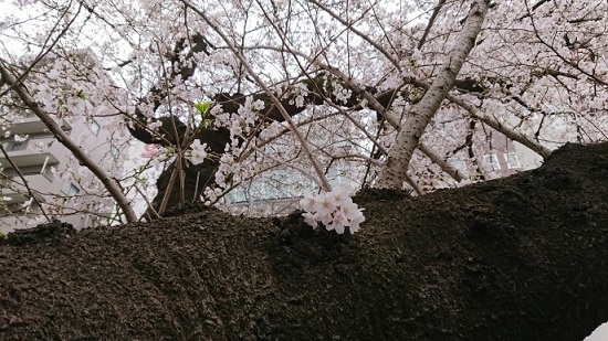 練馬区、中村橋・富士見台、サヤン鍼灸院・接骨院ブログ、桜アップ