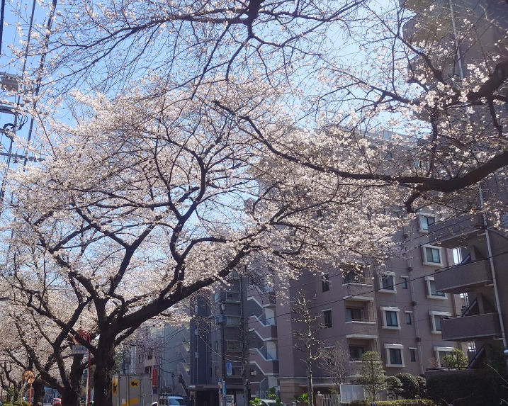練馬区、中村橋・富士見台、サヤン鍼灸院・接骨院ブログ、桜満開
