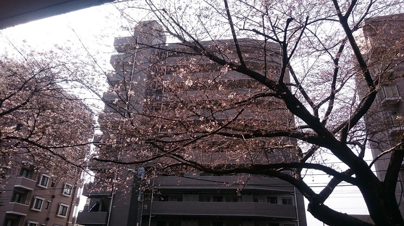 練馬区、仲村橋・富士見台、サヤン鍼灸院接骨院前の桜並木