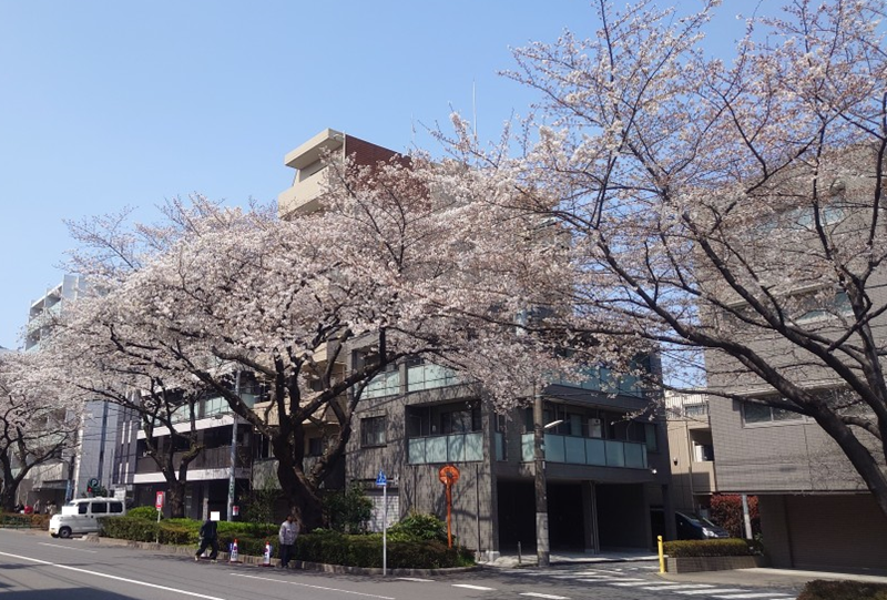 練馬区、中村橋・富士見台、サヤン鍼灸院・接骨院ブログ、桜並木