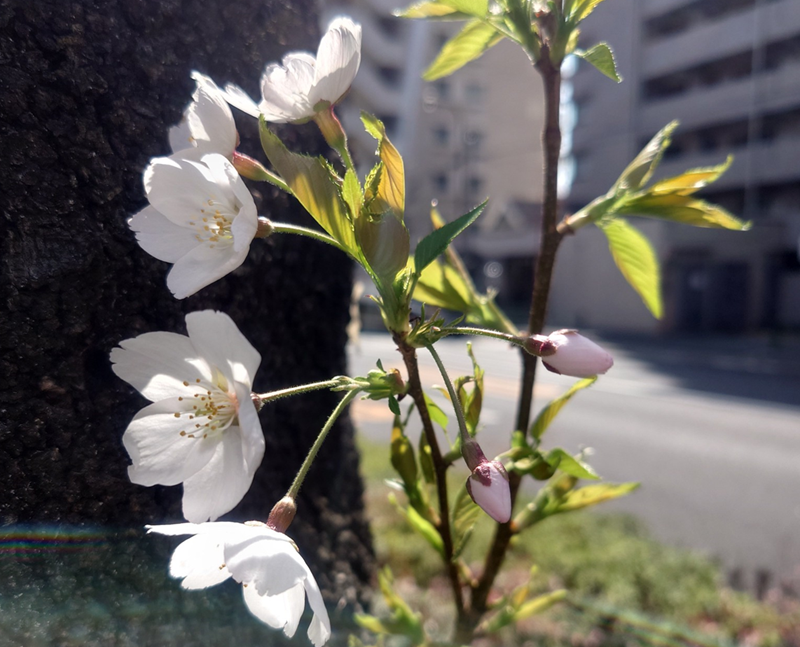 練馬区、中村橋・富士見台、サヤン鍼灸院・接骨院ブログ、桜アップ