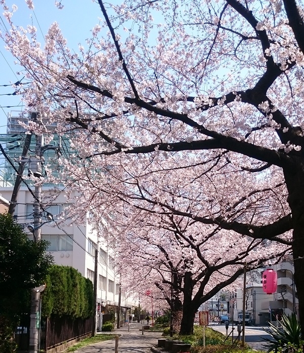 練馬区、中村橋・富士見台、サヤン鍼灸院・接骨院ブログ、桜