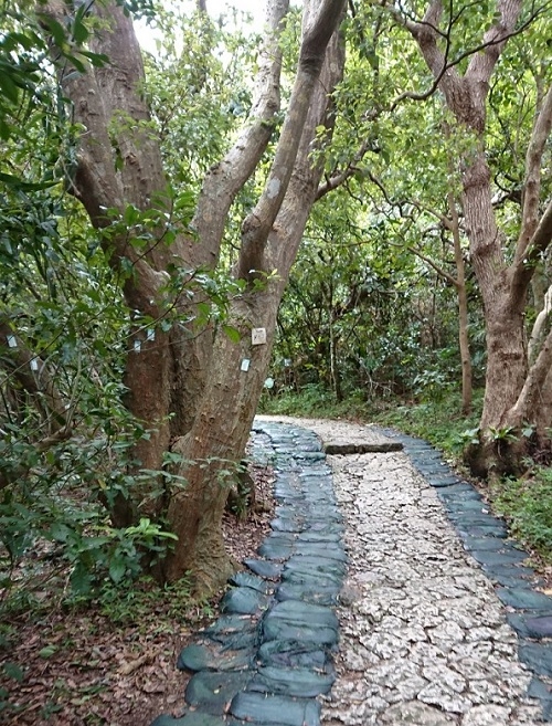 練馬区、中村橋・富士見台、サヤン鍼灸院・接骨院ブログ、斎場御嶽の参道