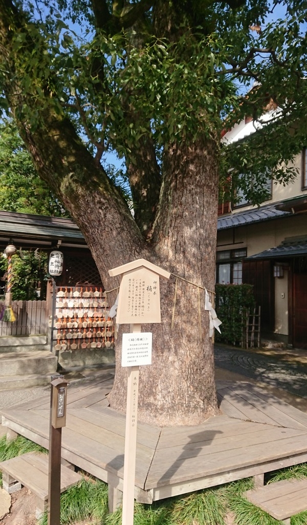 練馬区、中村橋・富士見台、サヤン鍼灸院・接骨院ブログ、京都・晴明神社・楠