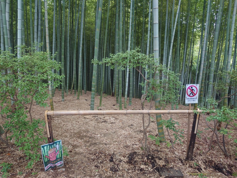 練馬区、中村橋・富士見台、サヤン鍼灸院・接骨院ブログ、竹林