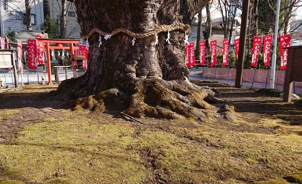 練馬区、中村橋・富士見台、サヤン鍼灸院・接骨院ブログ、秩父今宮神社、龍神木３