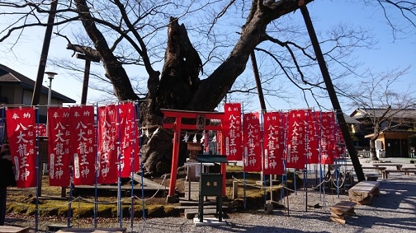 練馬区、中村橋・富士見台、サヤン鍼灸院・接骨院ブログ、秩父今宮神社、龍神木１