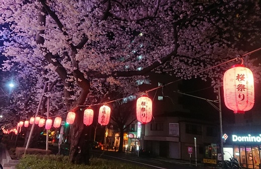 練馬区、中村橋・富士見台、サヤン鍼灸院・接骨院ブログ、夜桜１