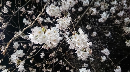 練馬区、中村橋・富士見台、サヤン鍼灸院・接骨院ブログ、夜桜２