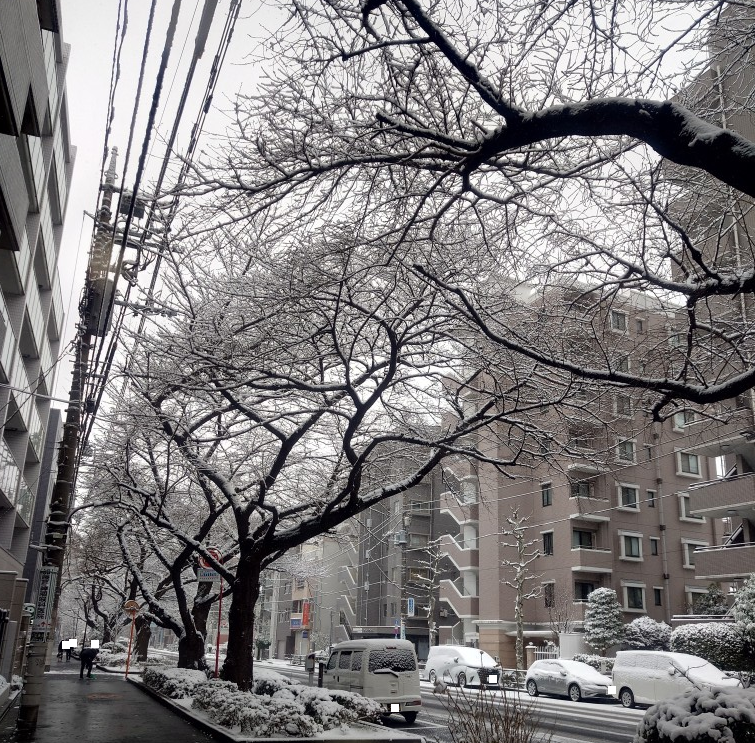 練馬区、中村橋・富士見台、サヤン鍼灸院・接骨院ブログ、雪景色２