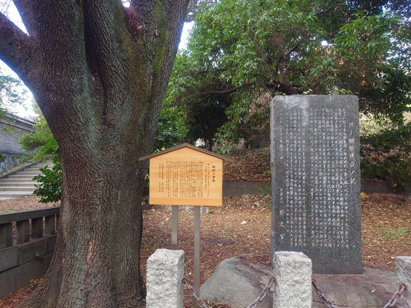 練馬区、中村橋・富士見台、サヤン鍼灸院・接骨院ブログ、楷の木